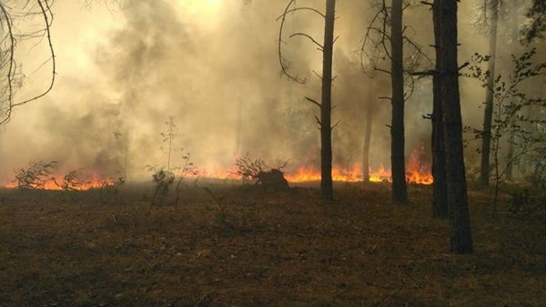 В Краматорске сгорели гектары ландшафтного парка