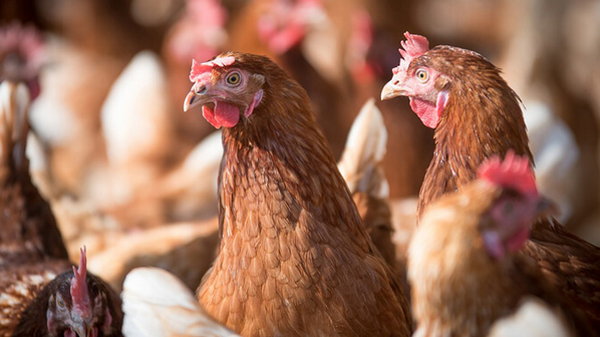 На Кіровоградщині зафіксовано спалах високопатогенного грипу птиці