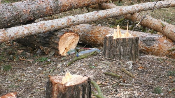 Нарубав дерев на 16,5 млн: на Волині судитимуть директора Нацпарку
