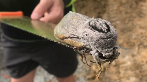 В Австралии обнаружили гигантского мотылька