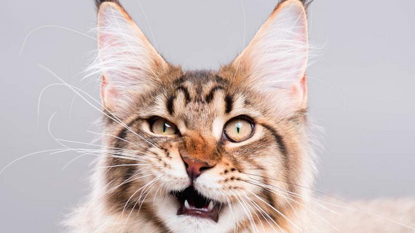 7 странных привычек, которые есть у каждого кота