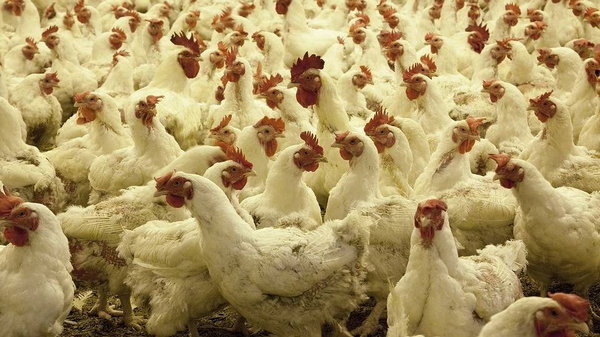 В Дании из-за вспышки птичьего гриппа хотят уничтожить 25 тысяч цыплят