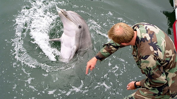 РФ посилила оборону Севастополя бойовими дельфінами - ЗМІ