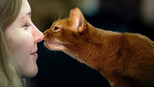 Ученые выяснили, как коты влияют на дистанционную работу хозяев