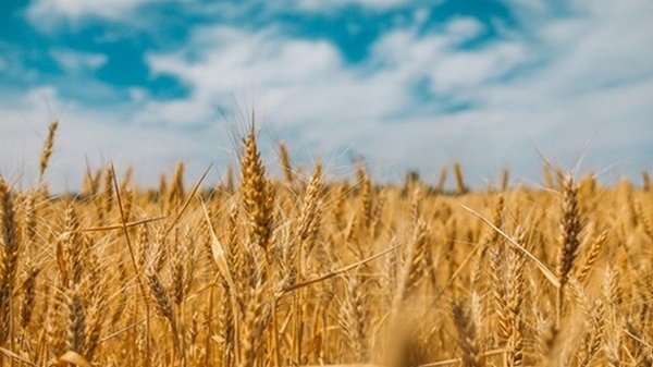 Ціни на пшеницю рекордно знизилися - Bloomberg