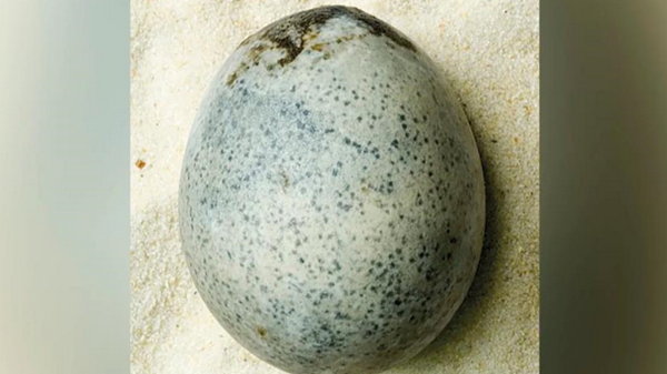 У Британії знайшли неушкоджене яйце, якому майже дві тисячі років