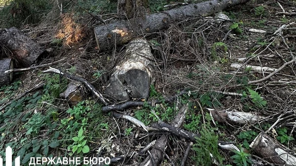 Лісничому загрожує до п’яти років за вирубку у заповіднику