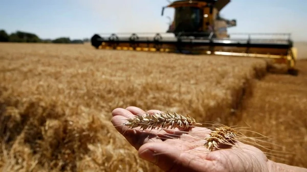 Україна продала мільйон тонн пшениці нового врожаю