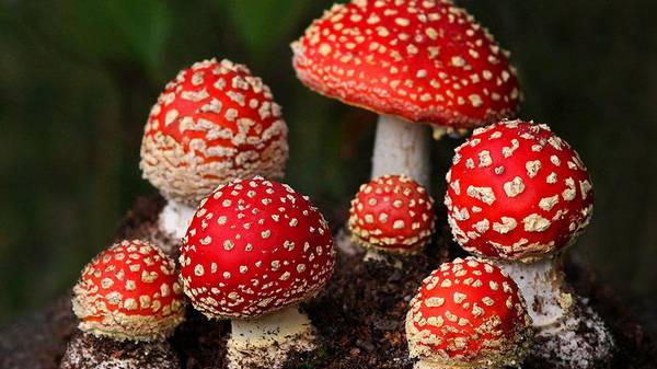 Микродозинг королевских мухоморов: свойства, особенности и предостереж...