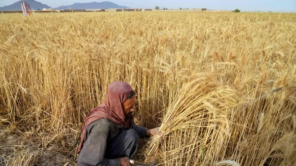 До Росії завозитимуть трудових мігрантів з Афганістану