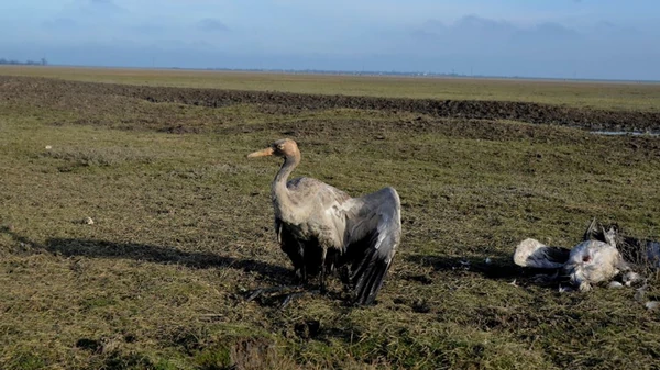 Росіяни практично знищили Кінбурнську косу та Асканію-Нову - ВМС