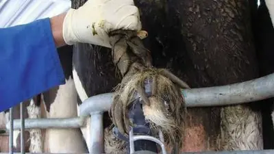 Тример для очищення хвоста ВРХ