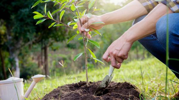 Саджанці плодових дерев для дачі: вибір та догляд