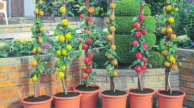 Саджанці плодових дерев для дачі: вибір та догляд